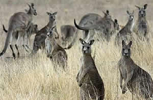 Los canguros no serían de Australia