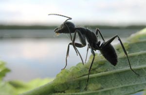 Biólogos constataron que las hormigas saben elegir un hogar mejor que los humanos