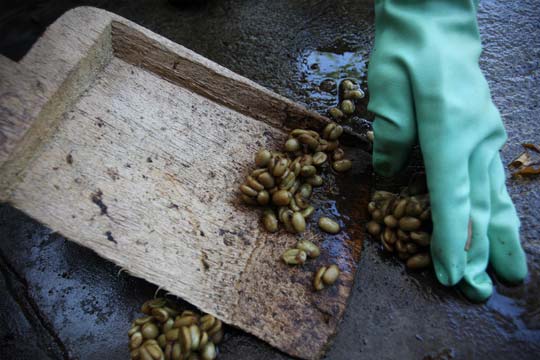 Proceso de producción del café kopi luwak en Indonesia / Foto: Ulet Ifansasti/GettyImages