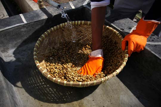 Proceso de producción del café kopi luwak en Indonesia / Foto: Ulet Ifansasti/GettyImages