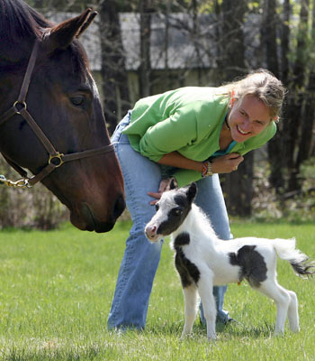 Einstein, el caballo nacido en New Hampshire, podría reclamar el  premio del más pequeño del mundo. Foto: AP