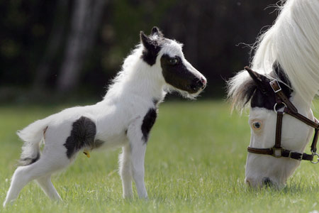 Einstein, el caballo nacido en New Hampshire, podría reclamar el  premio del más pequeño del mundo. Foto: AP
