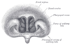 Pharyngeal Anatomy