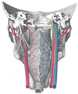Pharynx Anatomy Ppt