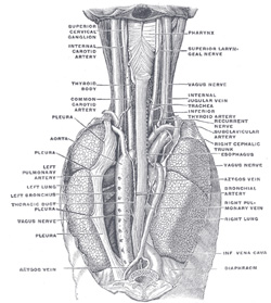 Anatomy Oesophagus