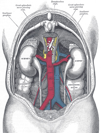 The Urinary Organs