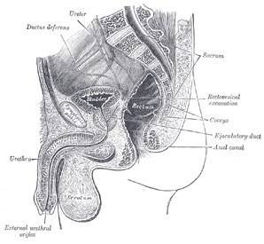 anatomy bladder location