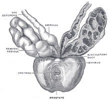 Apex Prostate