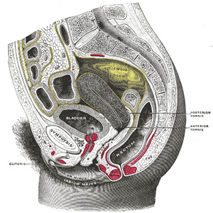 Educational Human Body