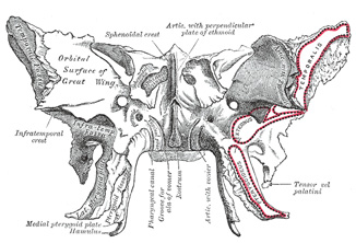 Sphenoid Bone Anatomy
