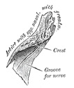 nasal bone anatomy