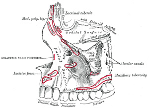 Human Maxilla