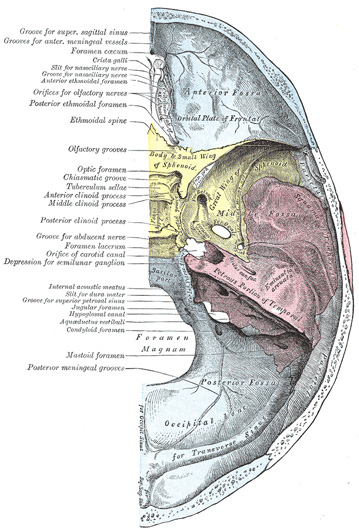 Crista Galli Anatomy