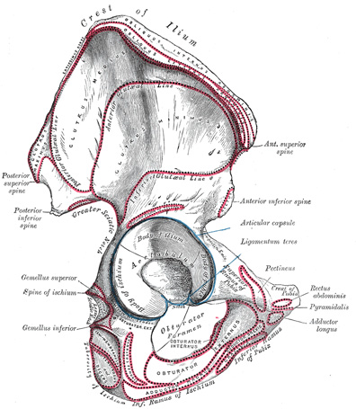 anterior ilium