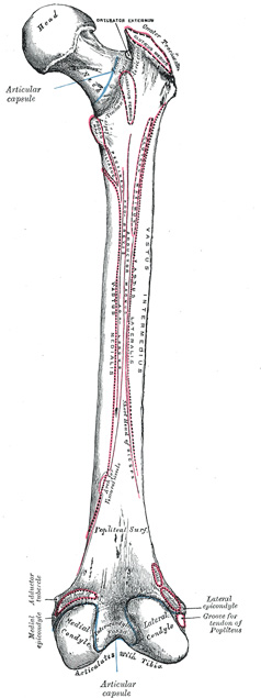 anatomy of femur