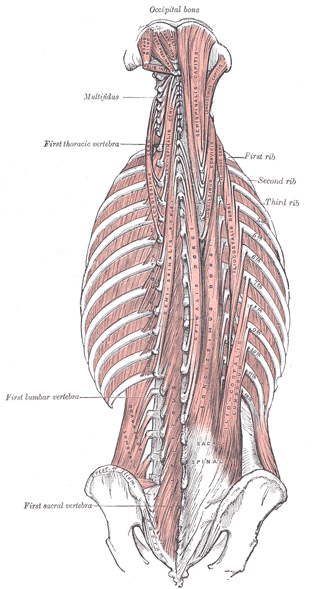 lumbar aponeurosis