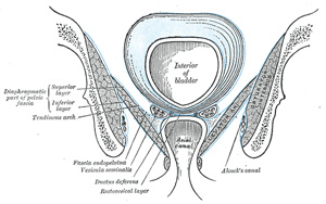 Muscle Attachments Pelvis