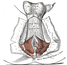 Anatomy Of Perineum
