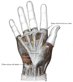 Anatomy Of Thumb