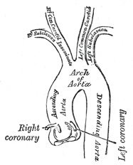 Aorta Anatomy Branches