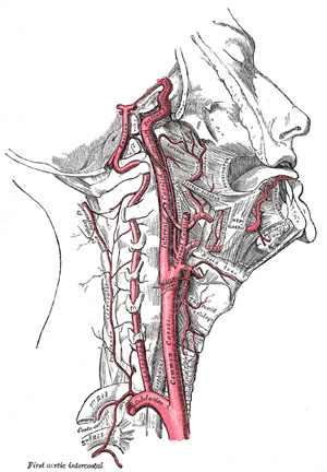 veins and arteries of body. Asquiz major arteries carry