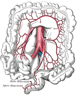 Celiac Axis Anatomy