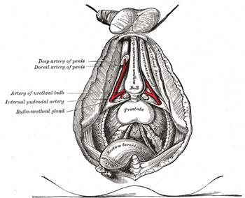 Hypogastric Arteries