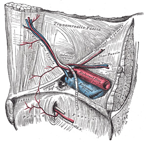 external pudendal artery