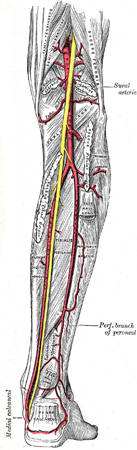 popliteal fossa