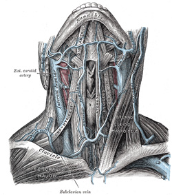 Vascular Anatomy Neck