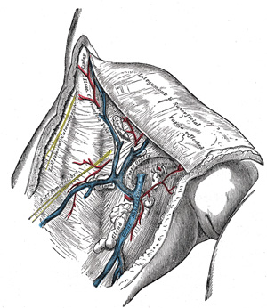 Abdominal Vascular Anatomy