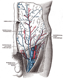 renal vein anatomy