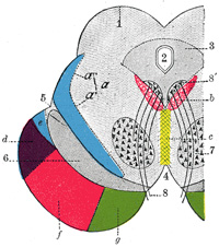 Cerebral Peduncle Anatomy