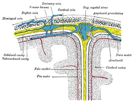 Anatomy And Physiology Of The Meninges Of The Brain