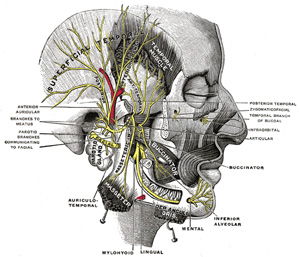 Trigeminal Nerve Anatomy