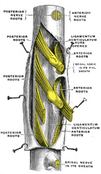 Spine Nerve Anatomy
