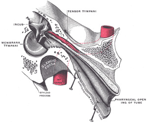 Mastoid Notch