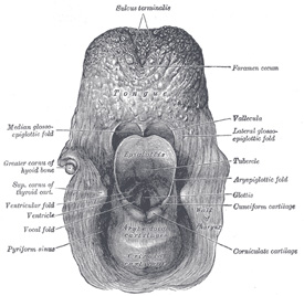 Larynx Anatomy Pictures