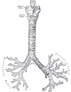 the human trachea