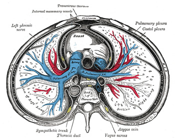 Svc Anatomy