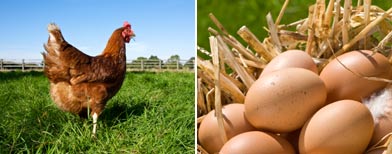 Científicos resolvieron qué fue primero ¿el huevo o la gallina?