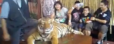 A tiger is shown being drugged and poked for entertainment in A'Famosa Wildlife park in Malaysia.