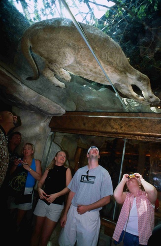 Lion Habitat at MGM Grand :