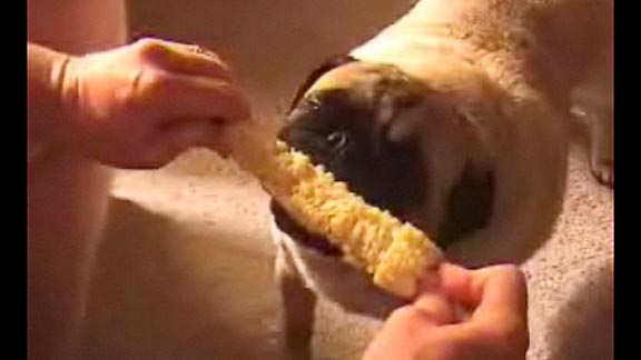Pug eating corn on the cob @ Yahoo! Video