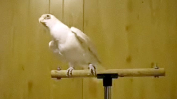 Bird Shakes His Tailfeather @ Yahoo! Video