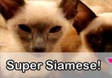 Super Siamese Kitties