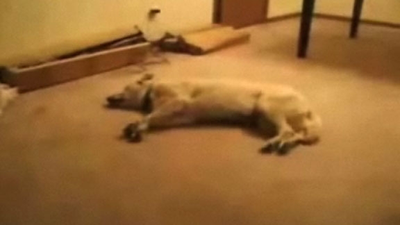Bizkit, the Sleepwalking Dog @ Yahoo! Video