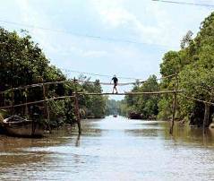 Monkey Bridges in Vietnam's Mekong Delta
