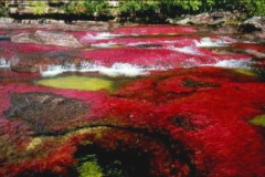 Cano Cristales River, Northern Colombia