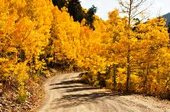 Fall foliage in Aspen, Colorado